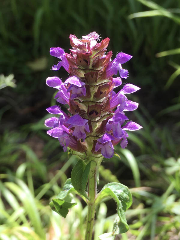 Prunella vulgaris photo